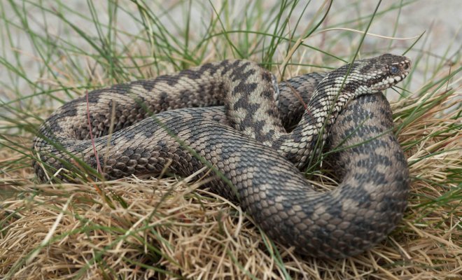Какие змеи водятся в белгородской области фото и описание
